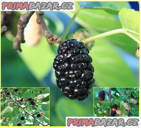 Morus Nigra - Morušovník černý - semena