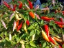 Chilli Aji Omnicolor - semena