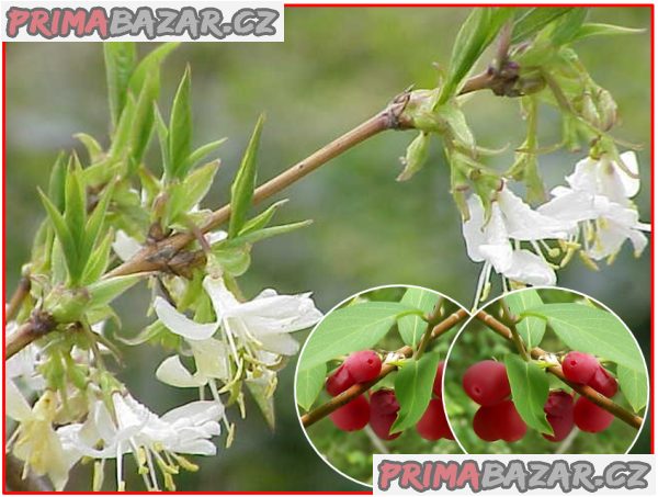Lonicera Fragrantissima - Zimolez vonný - semena