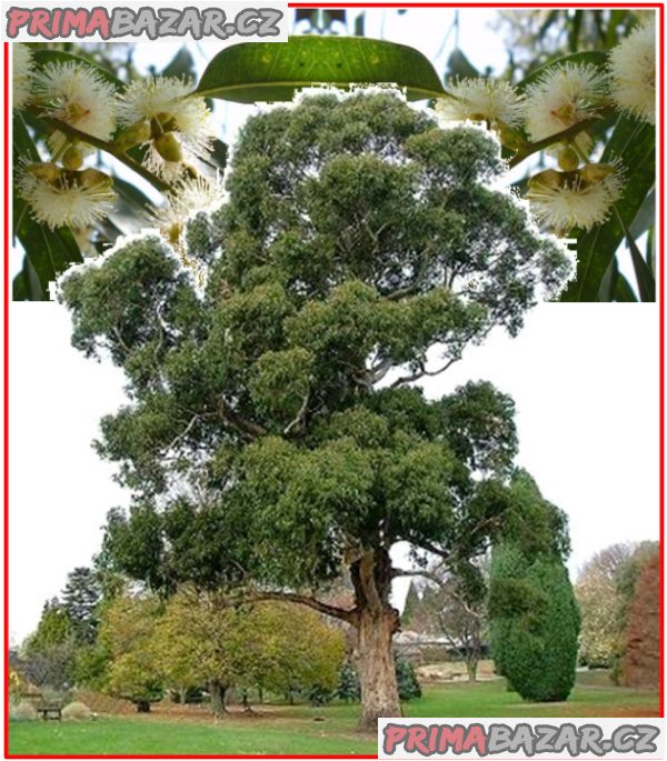 eucalyptus-globulus-blahovicnik-kulatoplody-semena