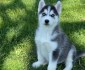 Sibiřský husky - ihned k odběru
