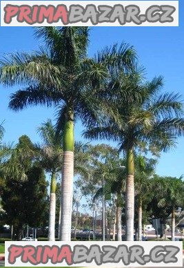 naklíčená semena palma Roystonea regia
