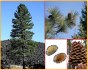 sazenice Borovice Jeffreyova - Pinus Jeffreyi