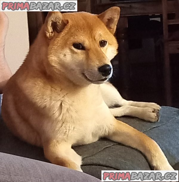 Shiba inu