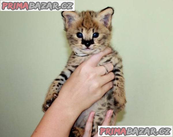 savannah-kotatka-serval-a-caracal-4-tydny-stara