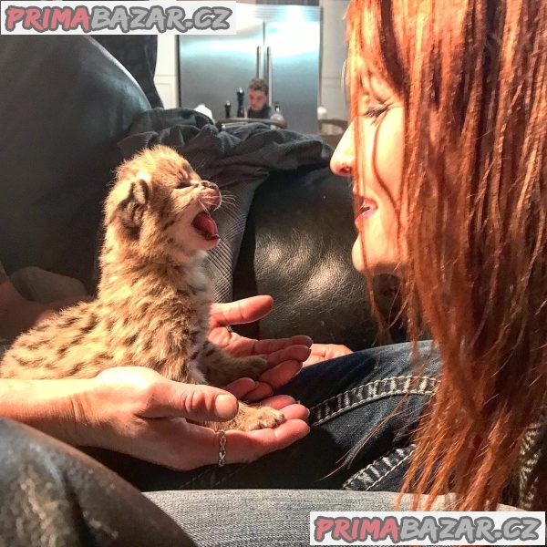 Savannah koťátka serval a caracal 4 týdny stará. Savannah koťátka serval a caracal 4 týdny stará.