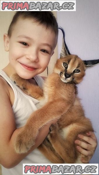 Savannah koťátka serval a caracal 4 týdny stará.