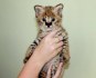 Savannah koťátka serval a caracal 4 týdny stará.