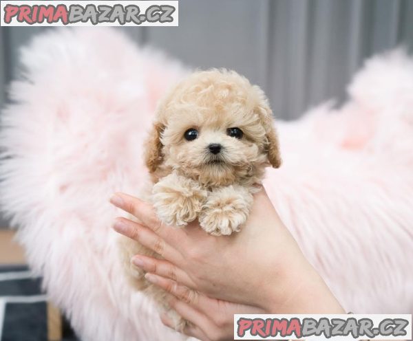 Stunning Maltipoo puppy Available For Adoption.