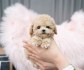 Stunning Maltipoo puppy Available For Adoption.