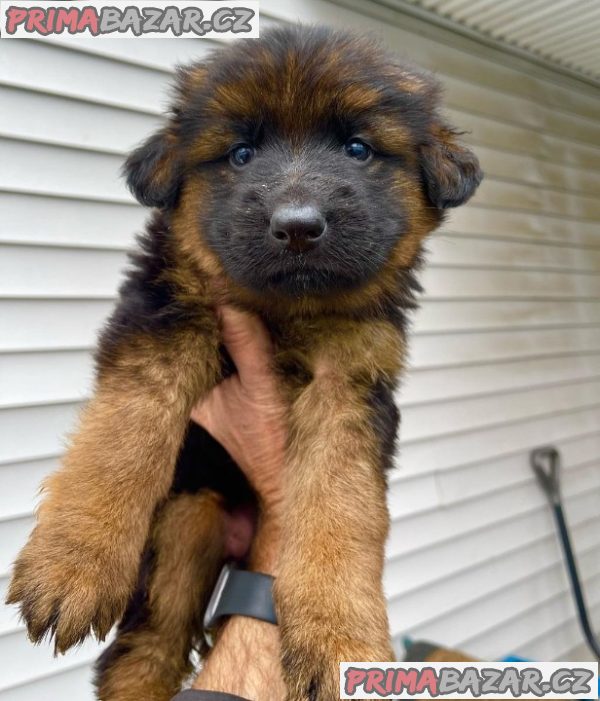 Beautifull German Shephared puppy Available For Adoption.