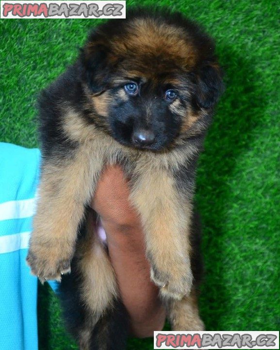 Beautifull German Shephared puppy Available For Adoption.
