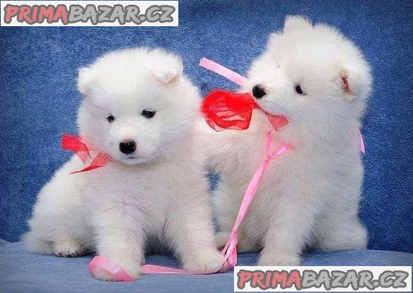 Lovely Samoyed puppy Available For Adoption.