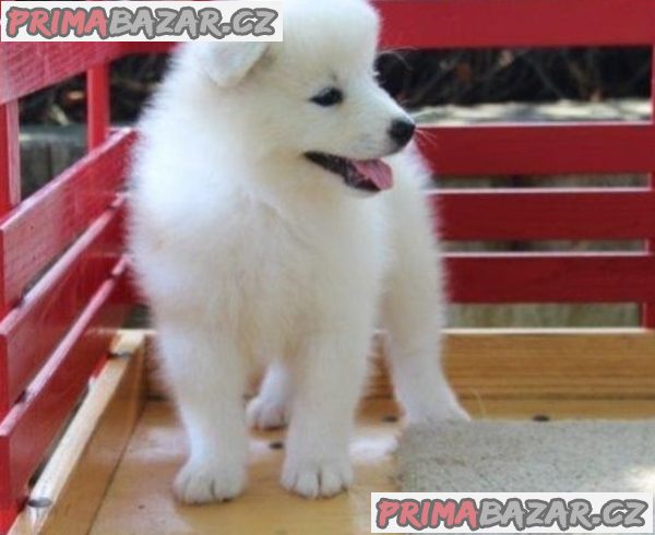 Lovely Samoyed puppy Available For Adoption.