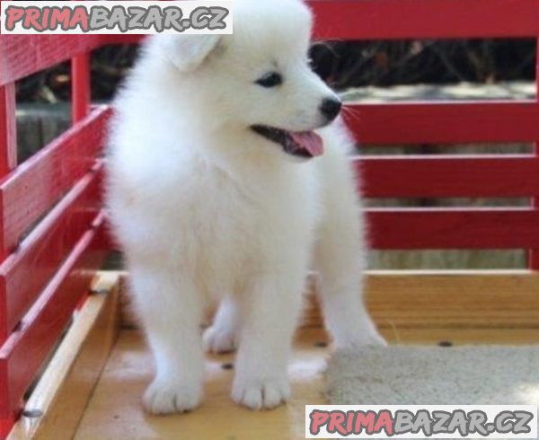 Lovely Samoyed puppy Available For Adoption. Lovely Samoyed puppy Available For Adoption.