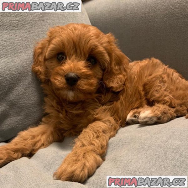 Beautifull Cavapoo puppy Available For Adoption.