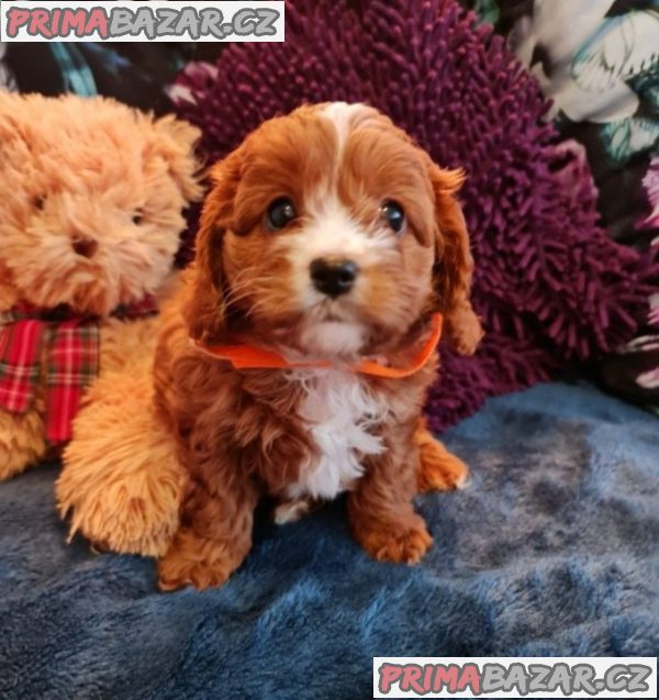 Beautifull Cavapoo puppy Available For Adoption.