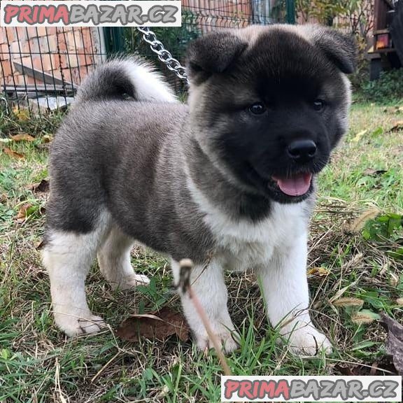 amazing-akita-puppy-available-for-adoption