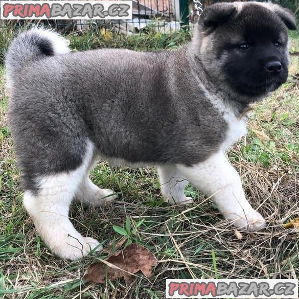 amazing Akita puppy Available For Adoption.