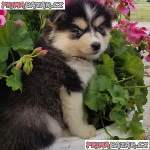 Lovely Pomsky puppy Available For Adoption.