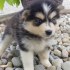 Lovely Pomsky puppy Available For Adoption.