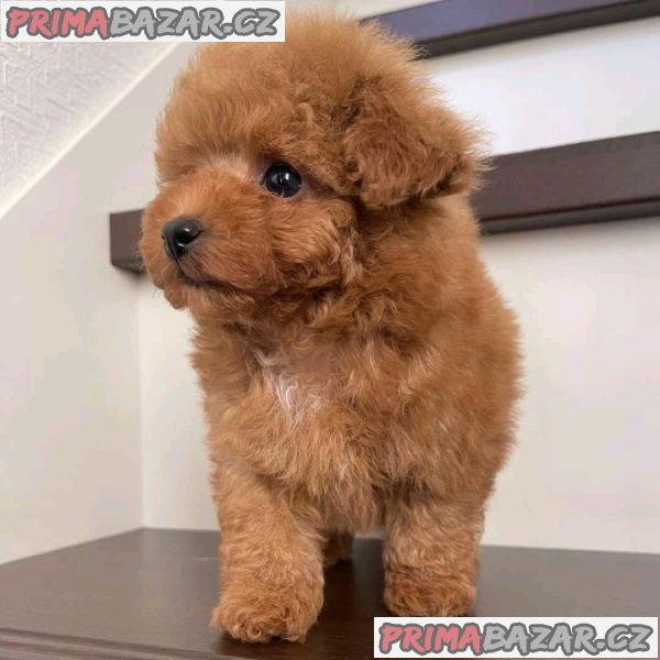 Charming Poodle puppy Available For Adoption.
