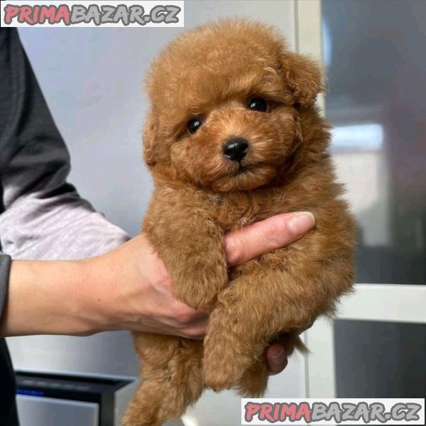 Charming Poodle puppy Available For Adoption.