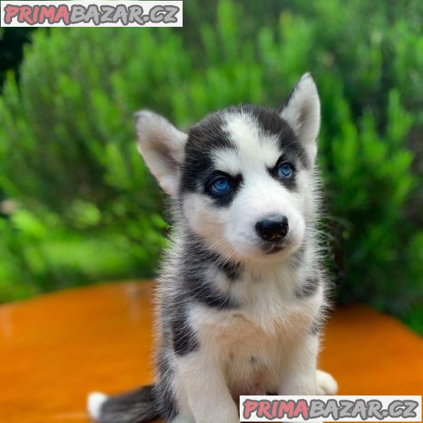 Beautifull Sibarian Husky puppy Available For Adoption.