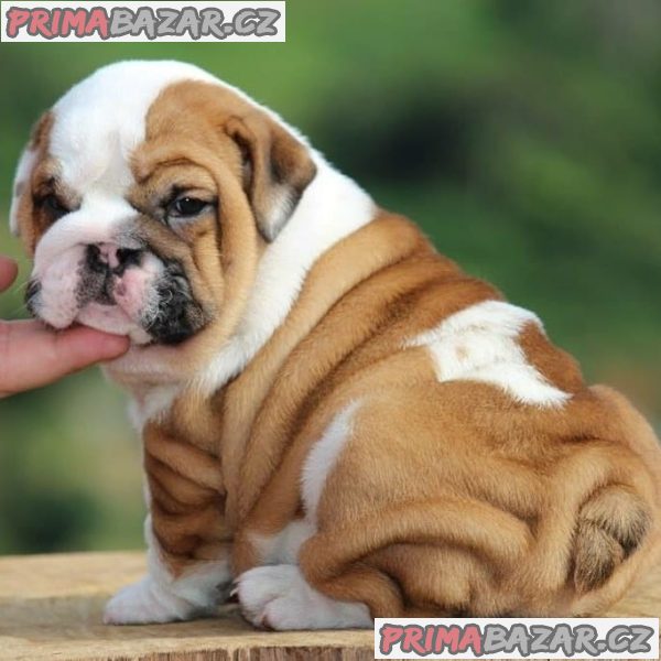 Adorable English Bulldog puppy Available For Adoption.
