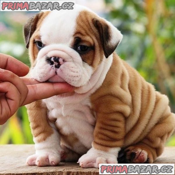 Adorable English Bulldog puppy Available For Adoption.