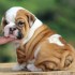 Adorable English Bulldog puppy Available For Adoption.