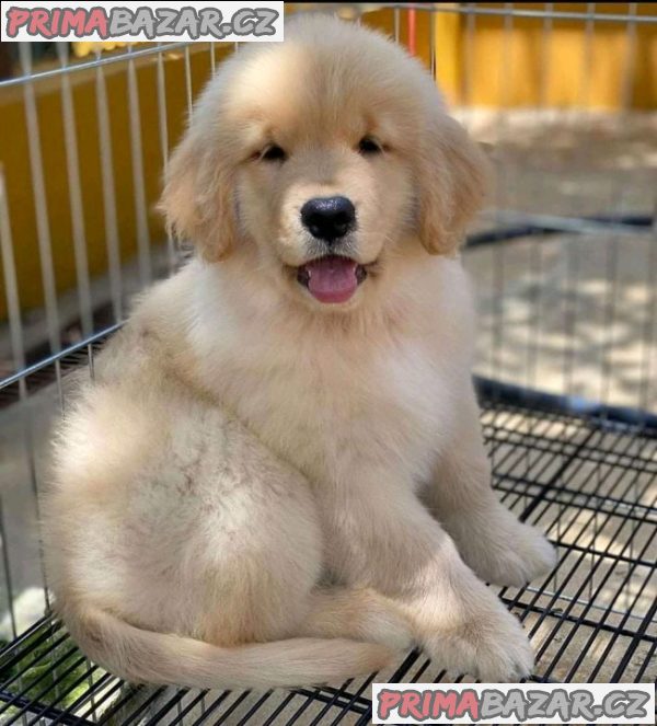 Lovely Golden Retriever puppy Available For Adoption.