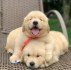 Lovely Golden Retriever puppy Available For Adoption.