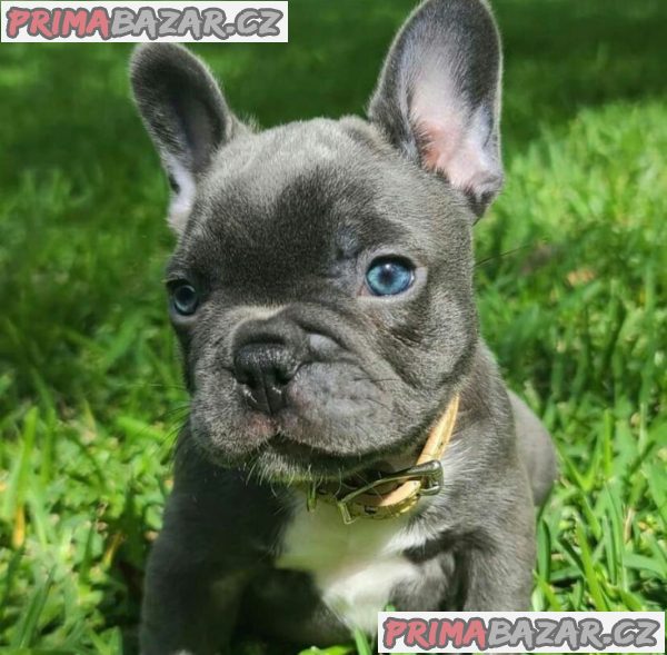 French Bulldog Puppies for Adoption