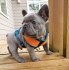 French Bulldog Puppies for Adoption
