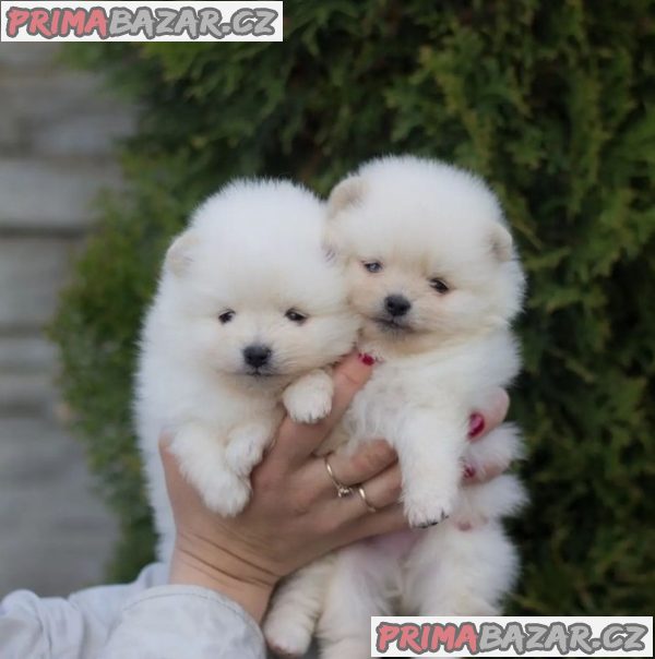 Beautifull Pomeranian puppy Available For Adoption.