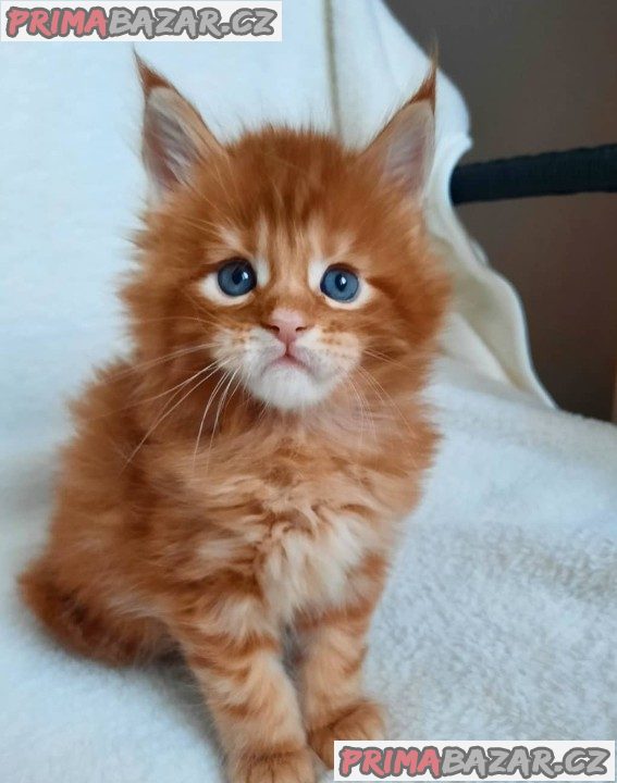 Lovely Maincoon Kitten Ready For Adoption.