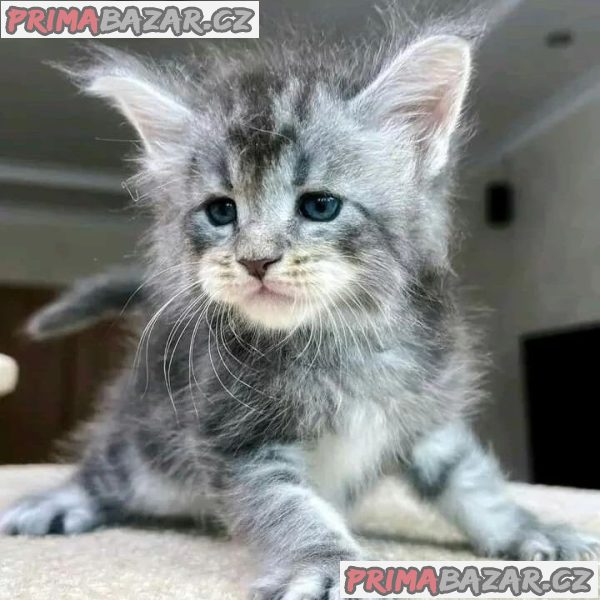 Lovely Maincoon Kitten Ready For Adoption.