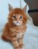 Lovely Maincoon Kitten Ready For Adoption.
