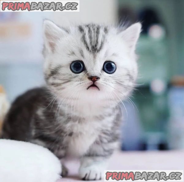 Charming Munckin Kitten Ready For Adoption.