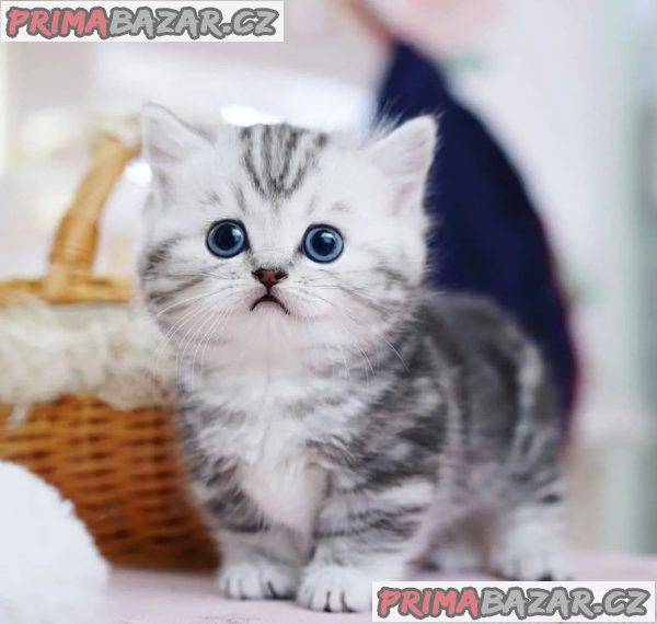 Charming Munckin Kitten Ready For Adoption.