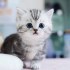 Charming Munckin Kitten Ready For Adoption.