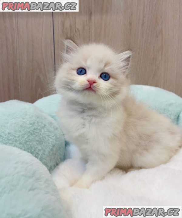 Beautifull Ragdoll Kitten Ready For Adoption.