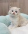 Beautifull Ragdoll Kitten Ready For Adoption.