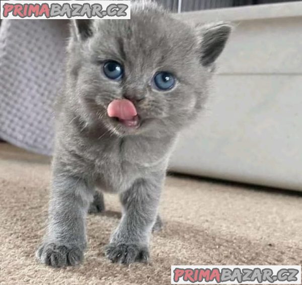 adorable-british-shorthair-kitten-ready-for-adoption