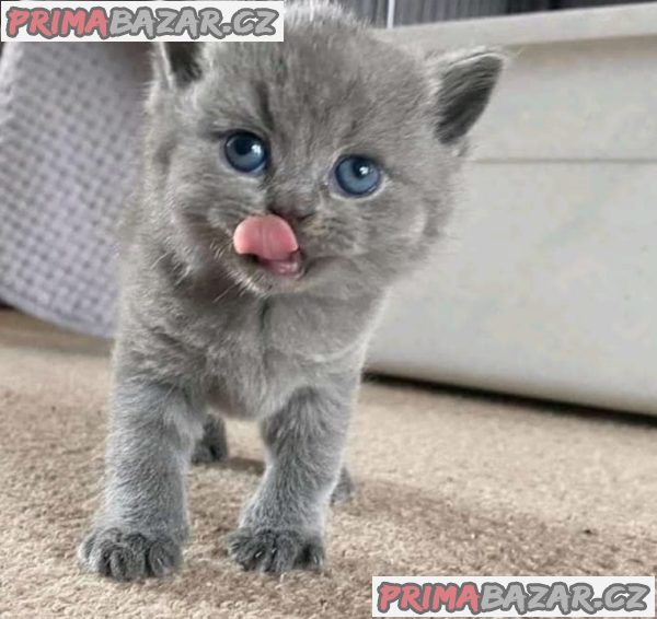 Adorable British shorthair Kitten Ready For Adoption.