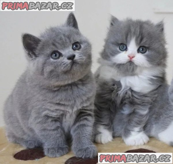 Adorable British shorthair Kitten Ready For Adoption.