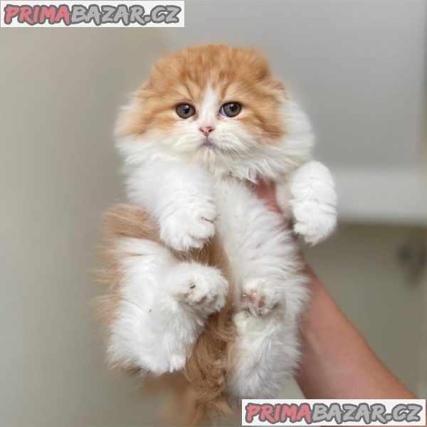 Charming Scottish Fold Kitten Ready For Adoption.