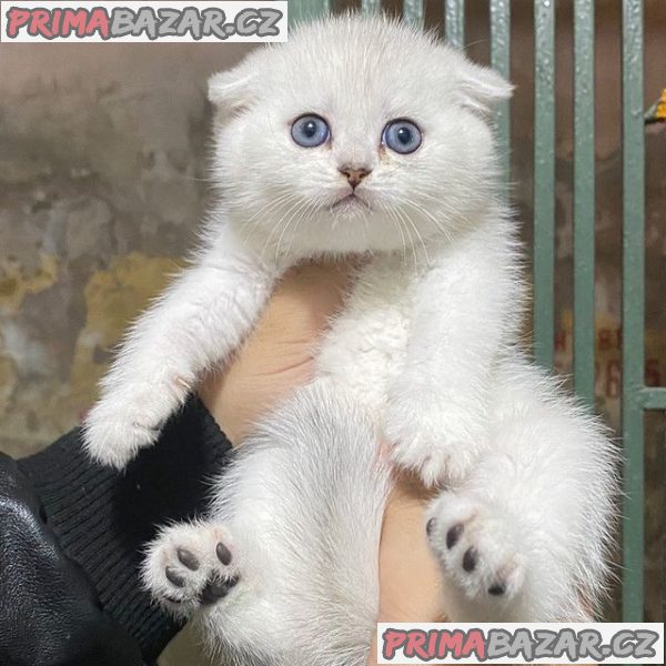 Charming Scottish Fold Kitten Ready For Adoption.