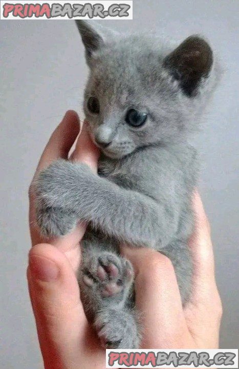 Adorable Russian Blue-Face Kitten Ready For Adoption.
